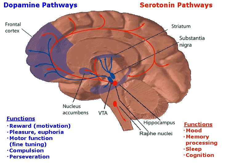 sistema-dopaminergico